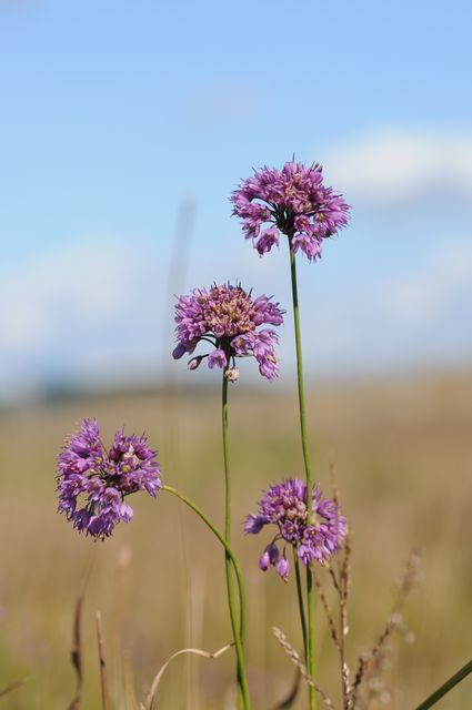 ���}���b�L���E