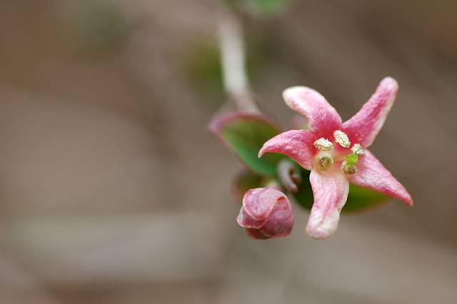 ���}�E�O�C�X�J�O��