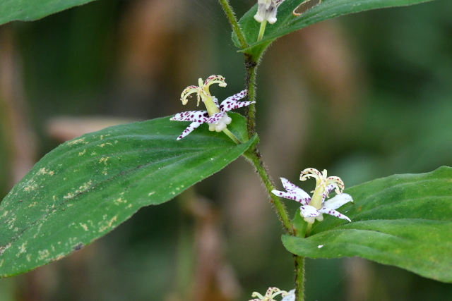 ���}�W�m�z�g�g�M�X