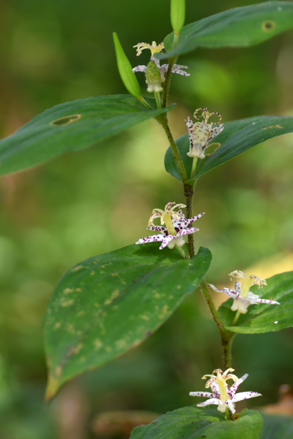 ���}�W�m�z�g�g�M�X