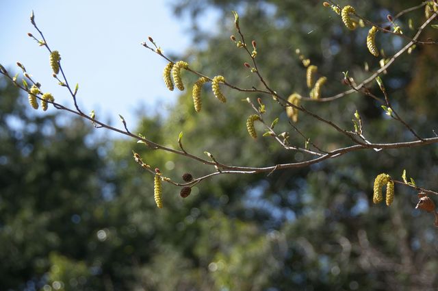 ���V���u�V