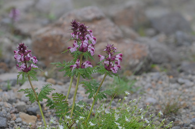 ���c�o�V�I�K�}