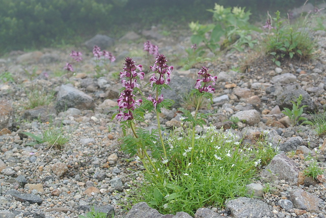 ���c�o�V�I�K�}