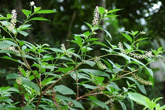 ���E�V�����}�S�{�E