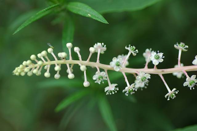 ���E�V�����}�S�{�E