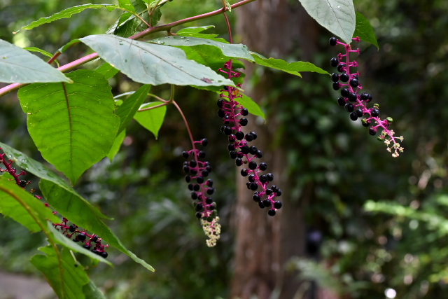 ���E�V�����}�S�{�E