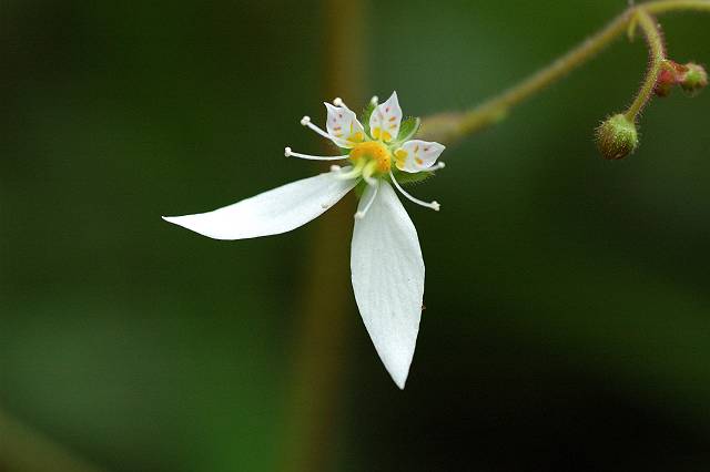 ���L�m�V�^