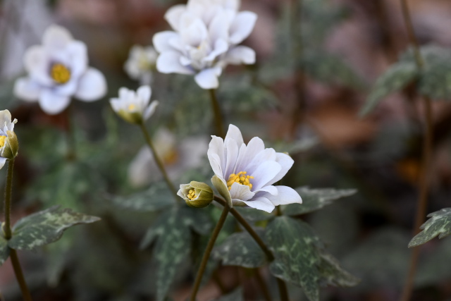 ���L�����C�`�Q