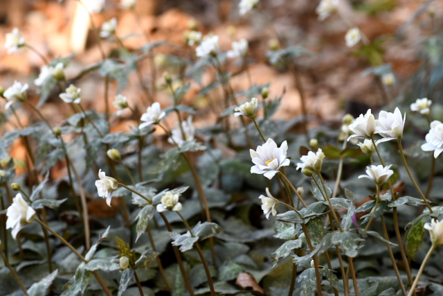 ���L�����C�`�Q