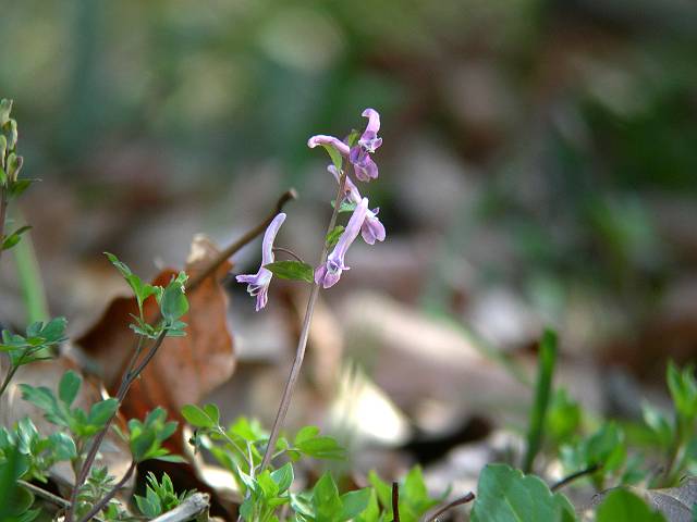 �W���{�E�G���S�T�N