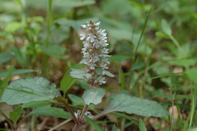 �W���E�j�q�g�G