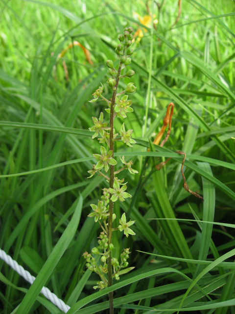 �A�I���M�\�E