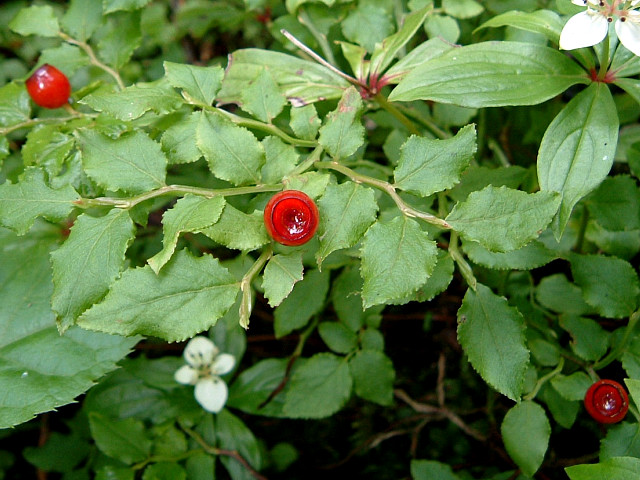 �A�I�W�N�X�m�L