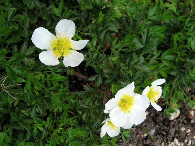 �M�����o�C