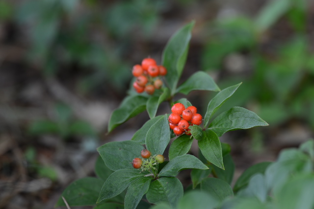 �S�[���^�`�o�i