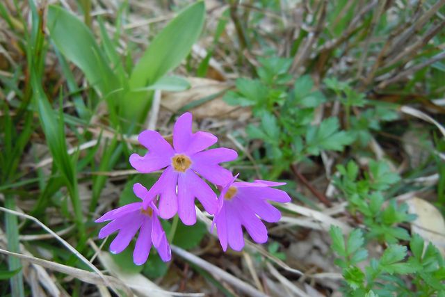 �n�N�T���R�U�N��