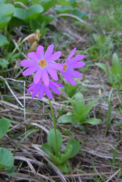 �n�N�T���R�U�N��