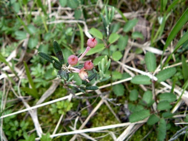 �q���V���N�i�Q