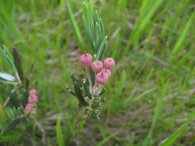 �q���V���N�i�Q