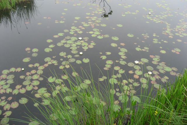 �q�c�W�O�T