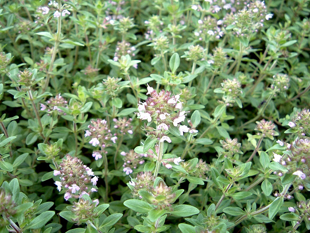 �C�u�L�W���R�E�\�E