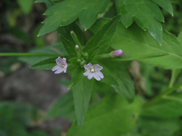 �C���A�J�o�i