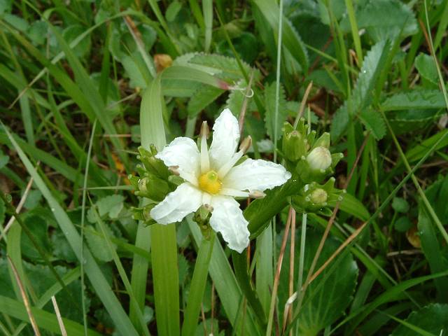 �C���C�`���E