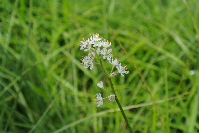 �C���V���E�u