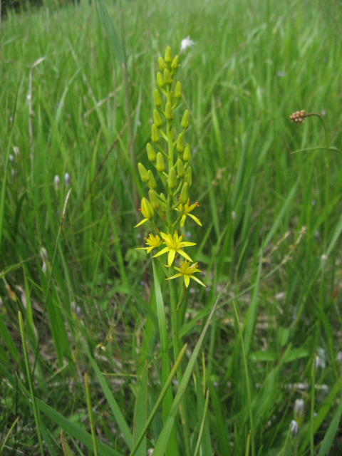 �L���R�E�J