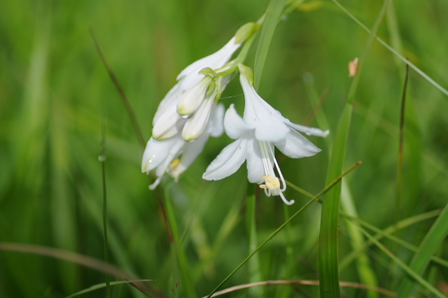 �R�o�M�{�E�V