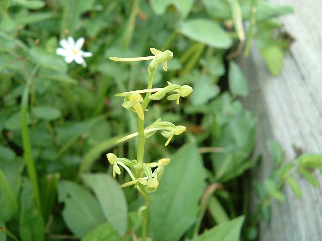 �R�o�m�g���{�\�E