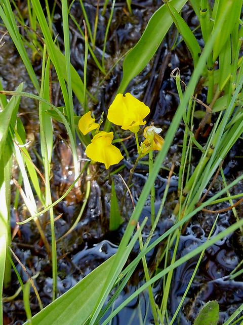 �R�^�k�L��