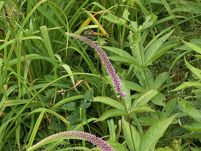 �N�K�C�\�E