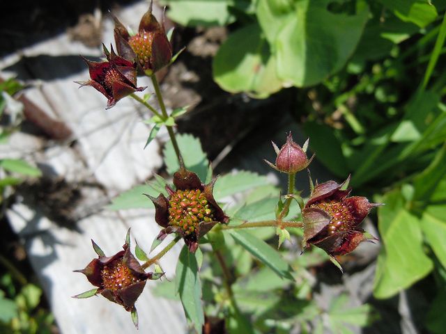 �N���o�i���E�Q