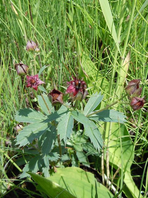 �N���o�i���E�Q