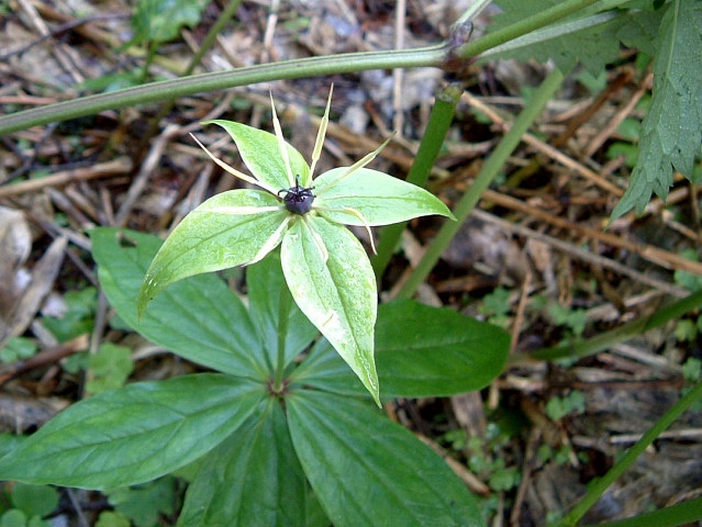 �N���}�o�c�N�o�l�\�E