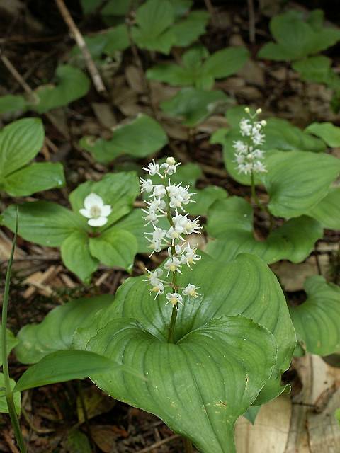 �}�C�d���\�E