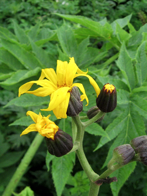 �}���o�_�P�u�L