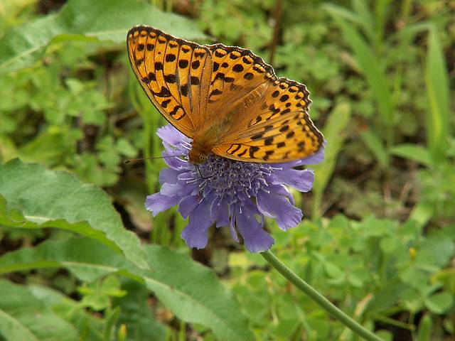 �}�c���V�\�E