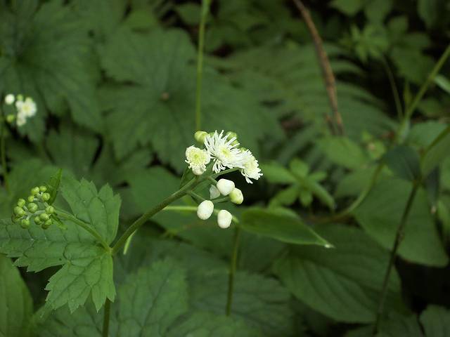 ���~�W�J���}�c