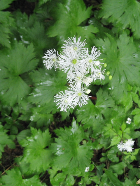 ���~�W�J���}�c