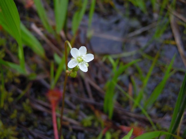 ���E�Z���S�P