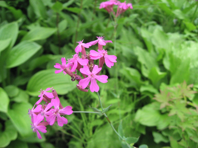 ���V�g���i�f�V�R