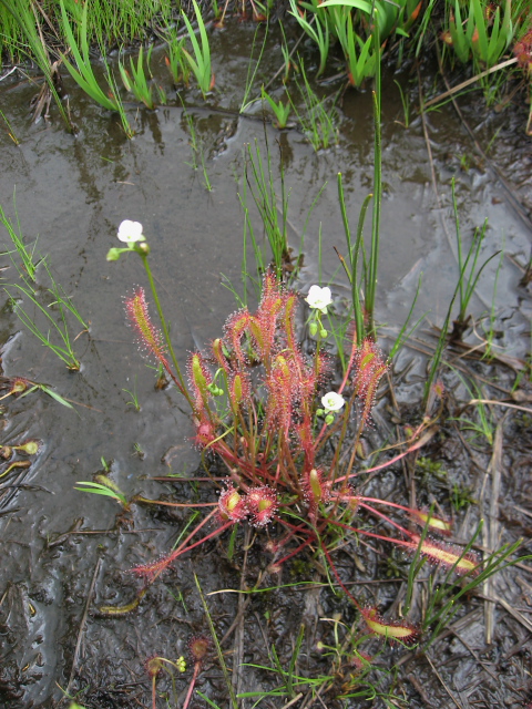 �i�K�o�m���E�Z���S�P