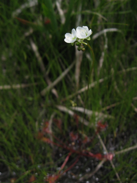 �i�K�o�m���E�Z���S�P