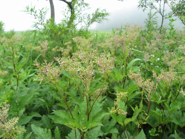 �I�j�V���c�P