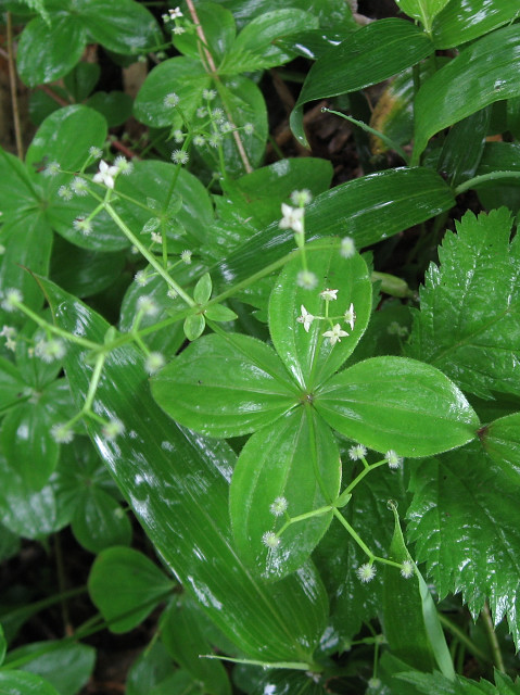 �I�I�o�m���c�o���O��