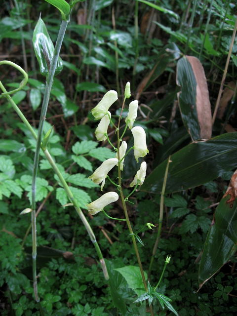 �I�I���C�W���\�E