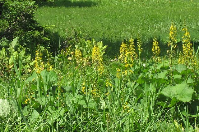 �I�^�J���R�E