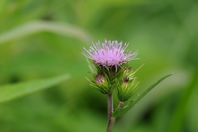 �I�[�k�}�A�U�~